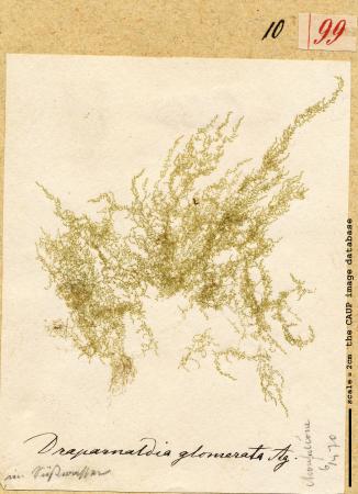 Draparnaldia glomerata.jpg